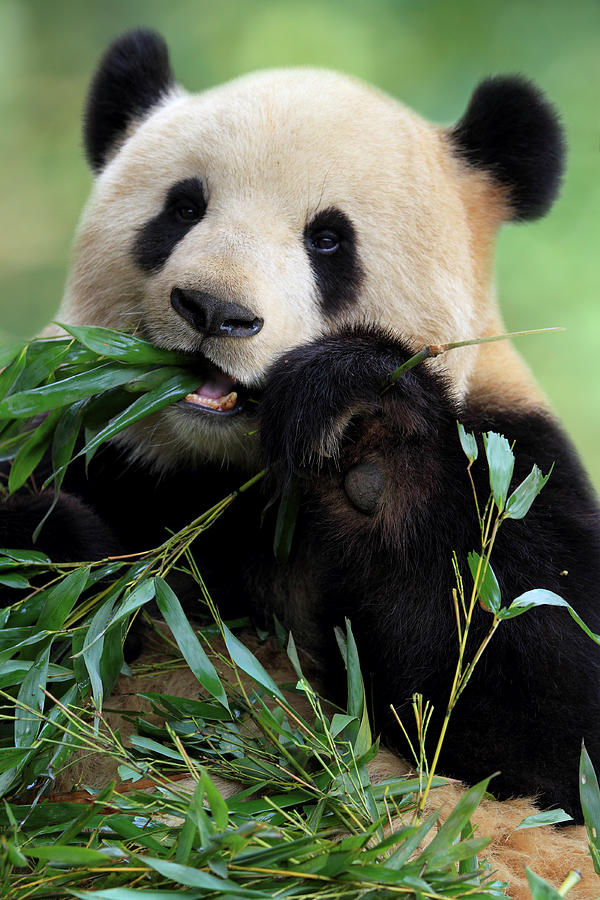 panda - Cute-Panda