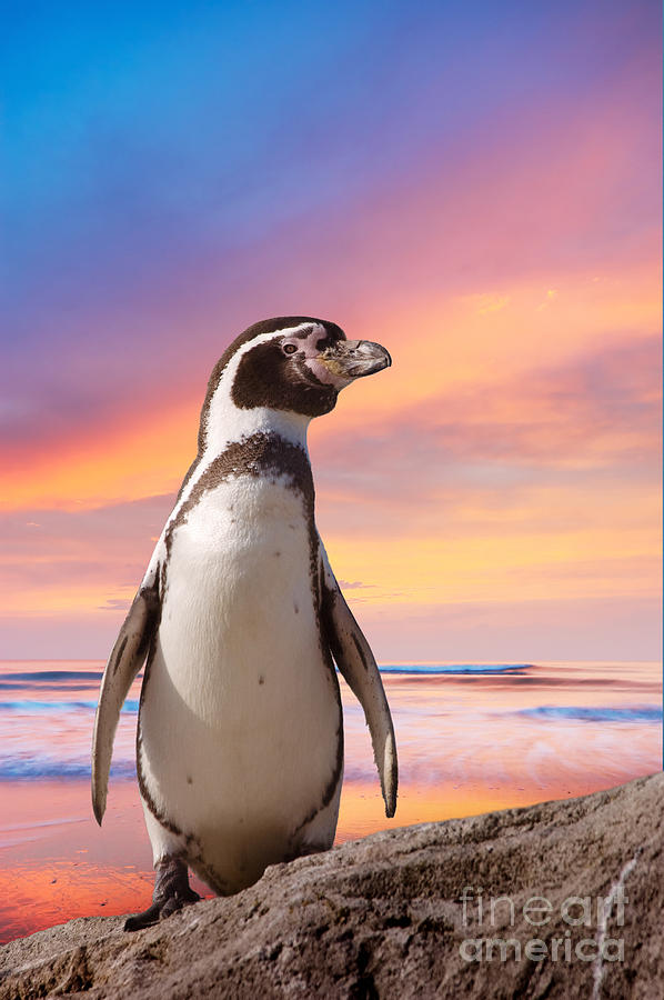 Pink Photograph - Cute Penguin With Sunset Background by Eric Gevaert