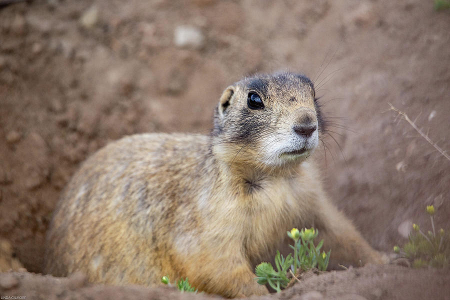 Cute Prairie Dog Photograph by Linda Gilmore - Fine Art America