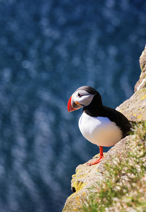 Cute Puffin in Iceland vertical Photograph by Matthias Hauser