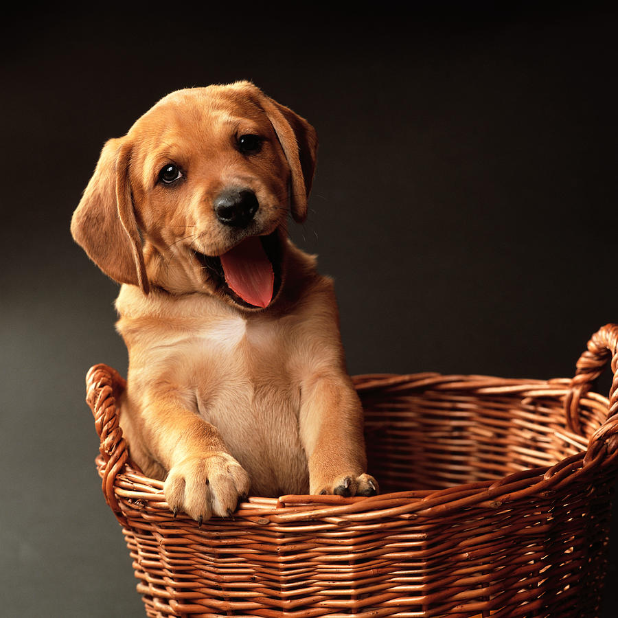 Cute Puppy In Basket Digital Art by Reinhard Schmid