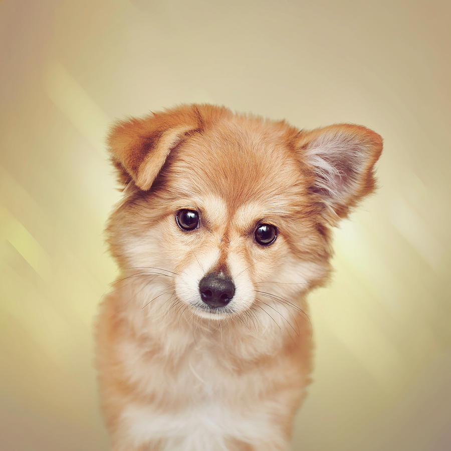 Cute Puppy on Yellow Photograph by Calina Bell - Pixels