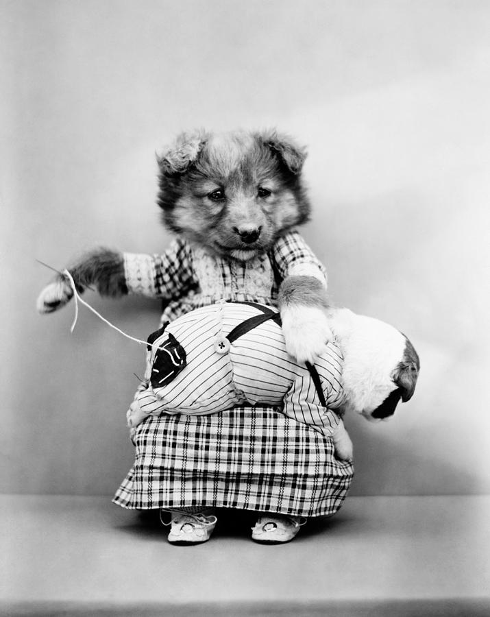 Cute Puppy Sewing Pants - Harry Whittier Frees Photograph