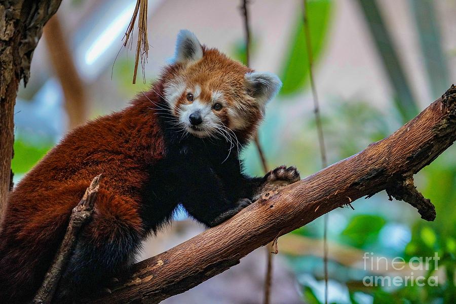 Cute Red Panda Photograph by Susan Rydberg