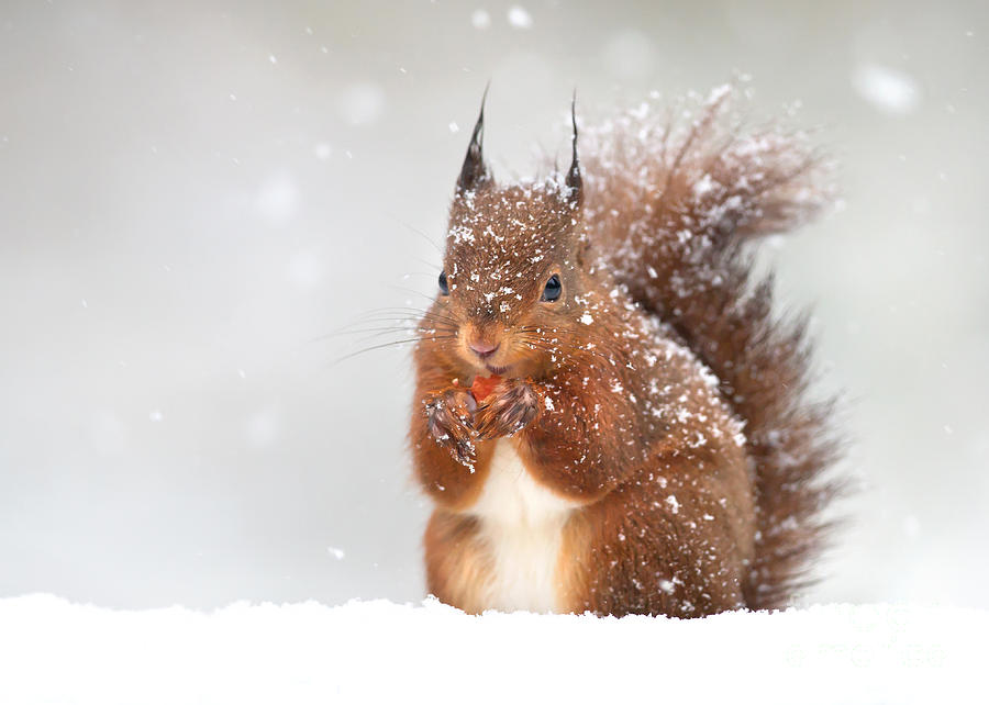 Small Photograph - Cute Red Squirrel In The Falling Snow by Giedriius