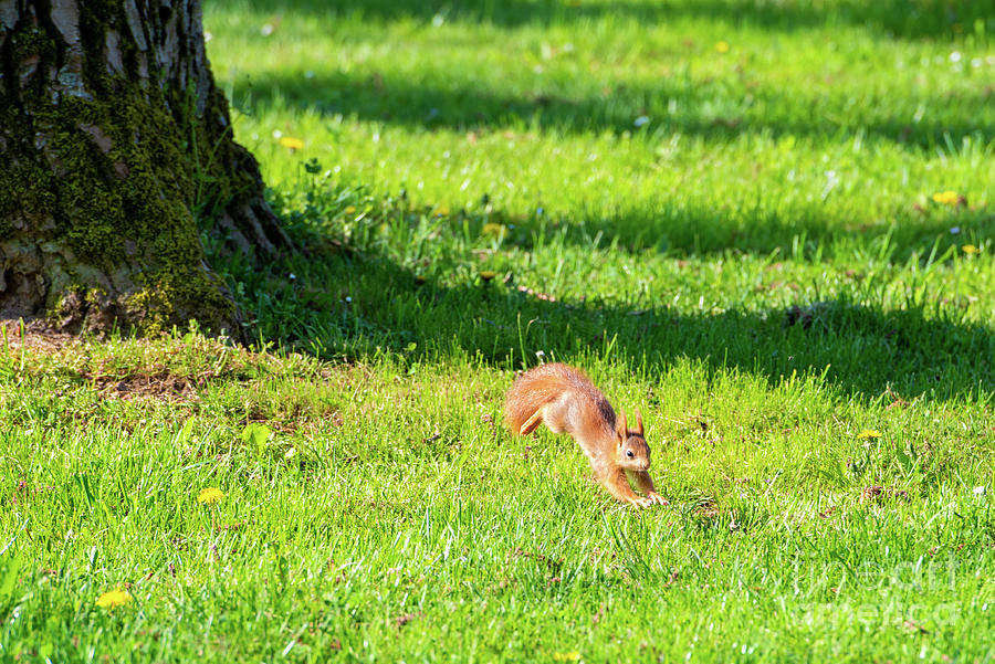 Cute red squirrel jumps playfully through green grass in springtime Photograph by Ulrich Wende