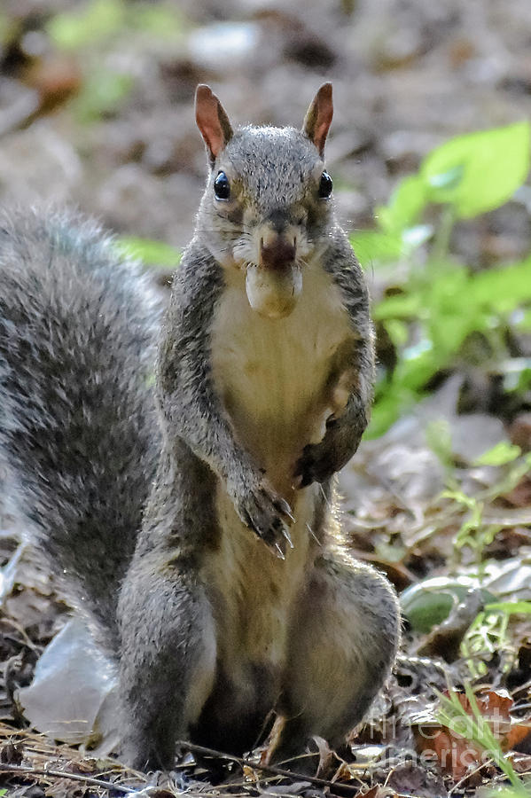 cute squirrel photos