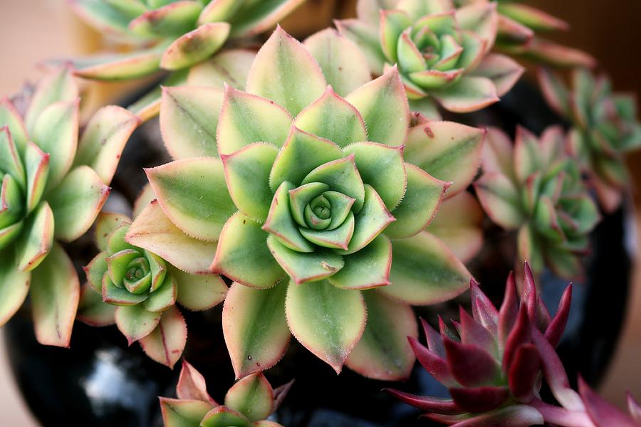 Cute succulent Photograph by Top Wallpapers