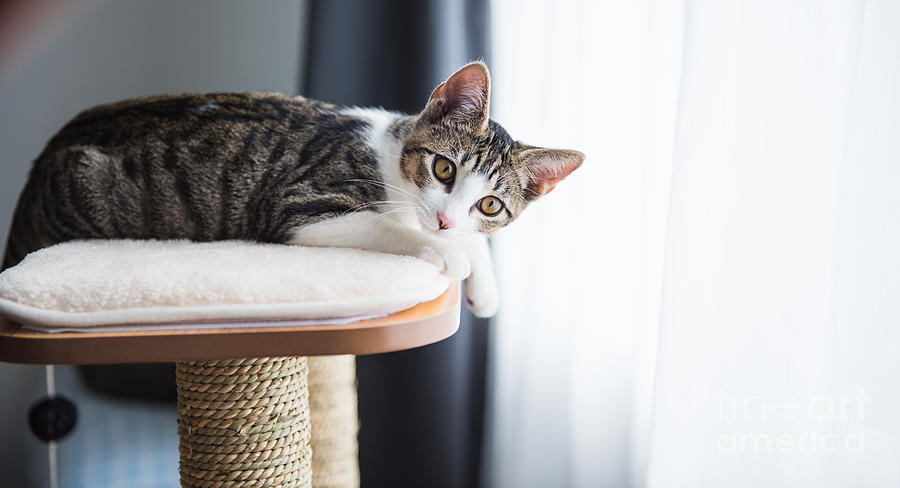 Fur Photograph - Cute Tabby Kitten Relaxing On Top by Anna Hoychuk