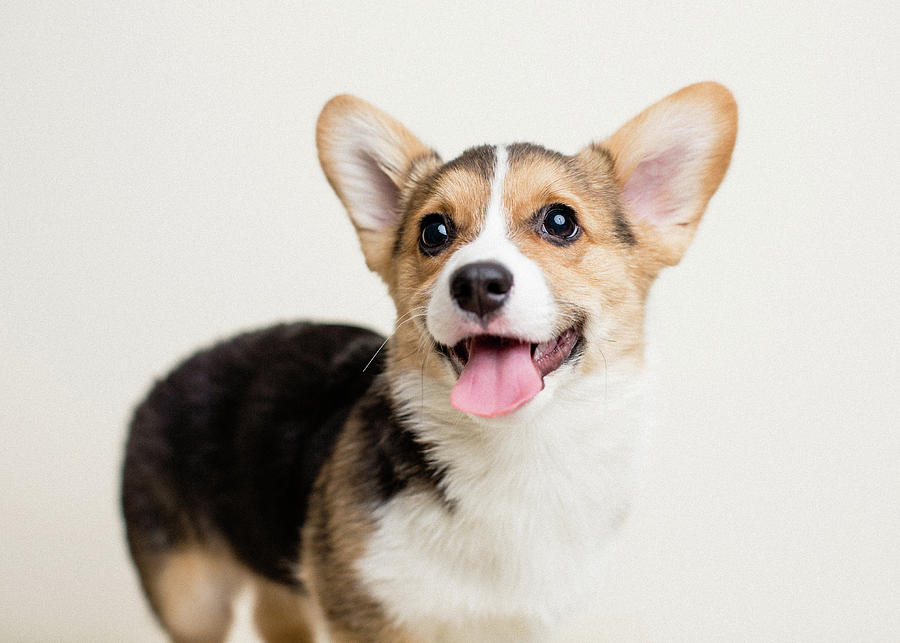 https://images.fineartamerica.com/images/artworkimages/mediumlarge/2/cute-tricolor-corgi-puppy-on-neutral-bright-background-panting-cavan-images.jpg