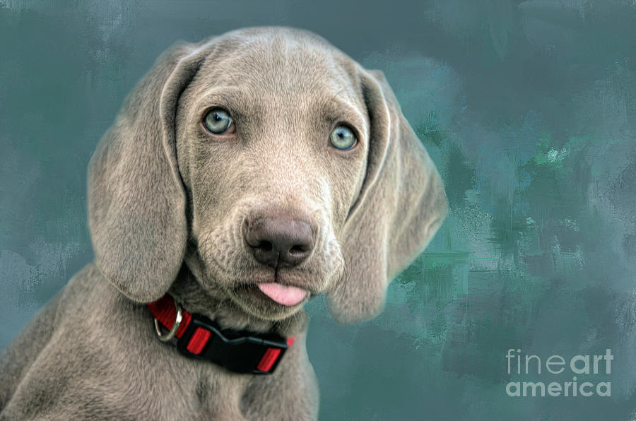 Dog Photograph - Cute Weimaraner Puppy by Elisabeth Lucas