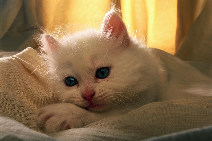 Cute White Kitten Digital Art by Alessandro Saffo