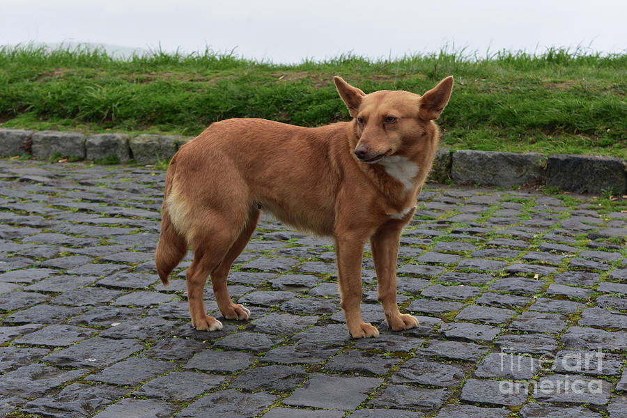 Cute Wild Rescue Dog with Red Fur Standing Up Photograph by DejaVu Designs