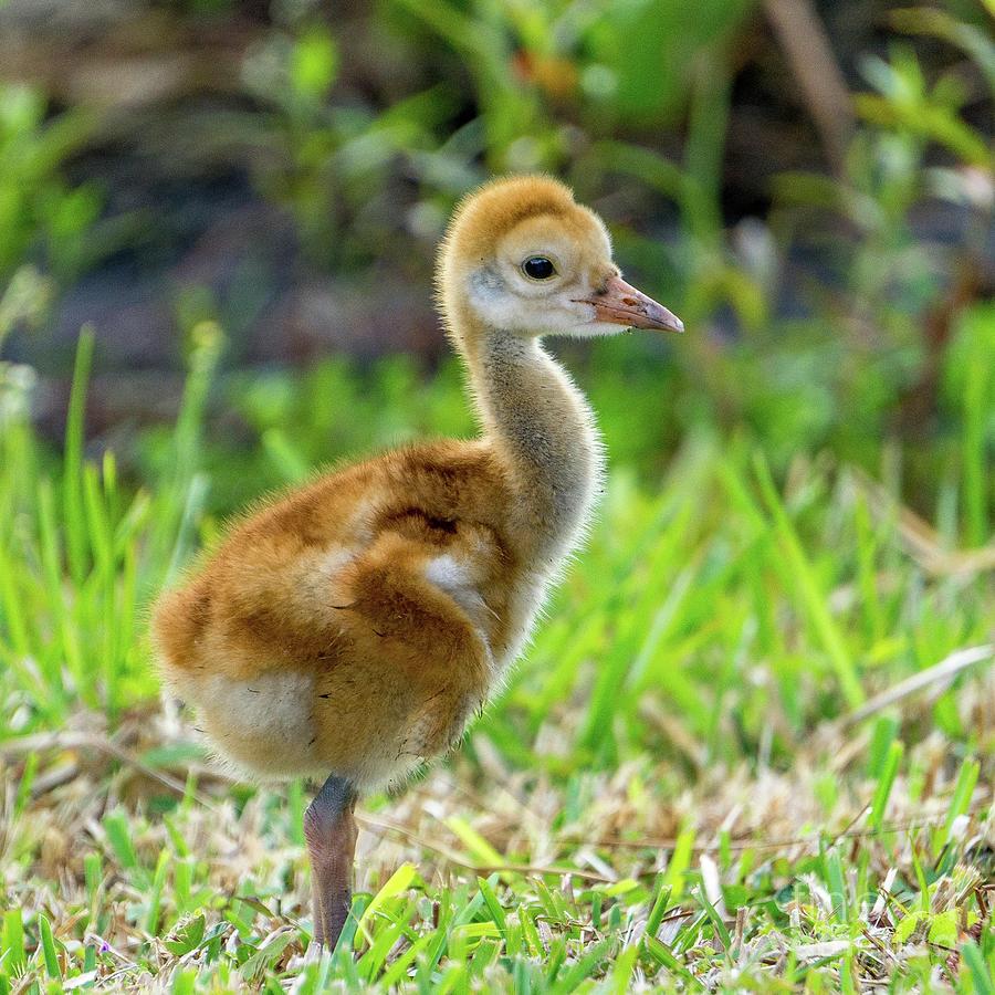 Cuteness Photograph by Lynne Pedlar - Fine Art America