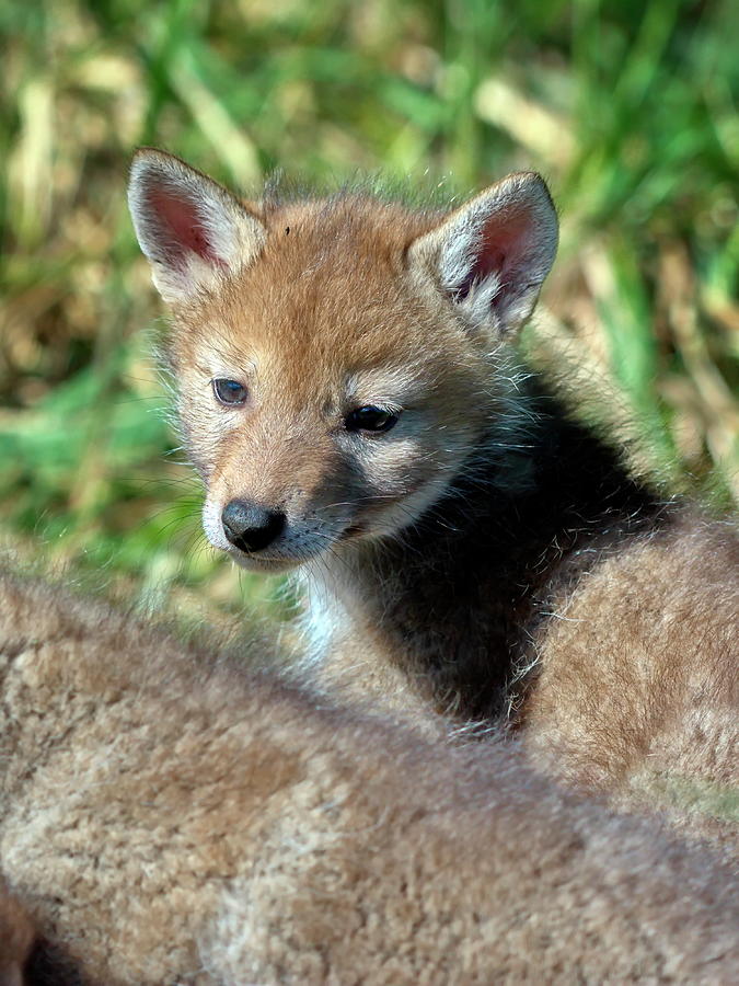 Cutie Coyote Photograph by Crystal Massop - Fine Art America