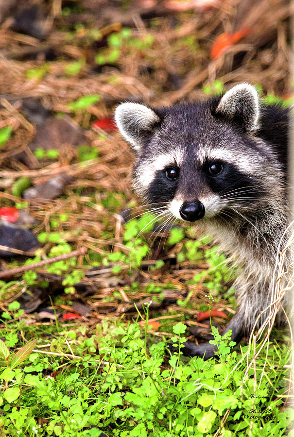 Cutie Patootie by Kevin Banker Cutie Patootie by Kevin Banker