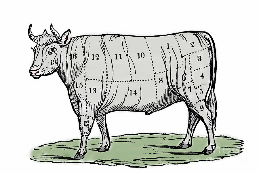 Cow Drawing - Cuts of Beef by European School