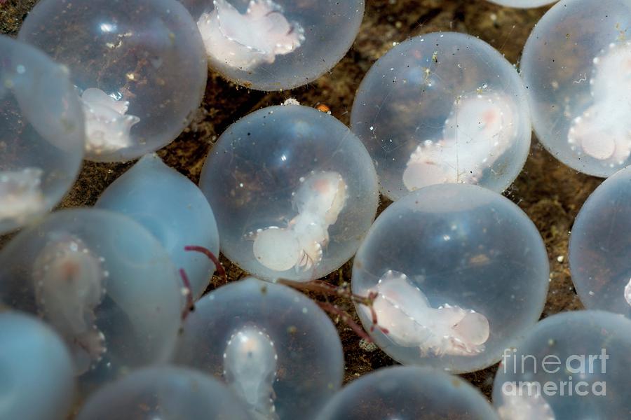 Cuttlefish Eggs Photograph by Georgette Douwma/science Photo Library