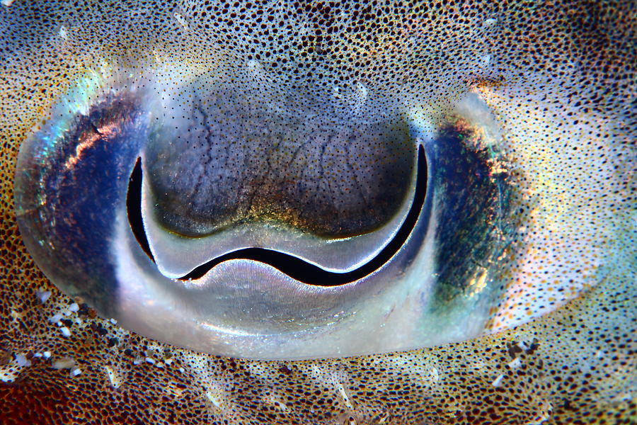 Cuttlefish Eye Photograph by  548901005677