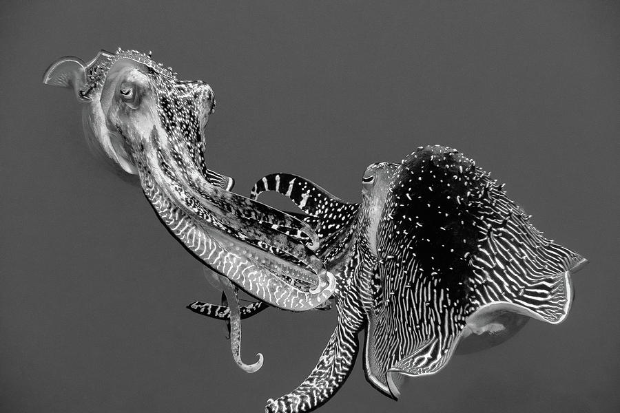 Cuttlefish Fighting, BW Photograph by Gary Hughes