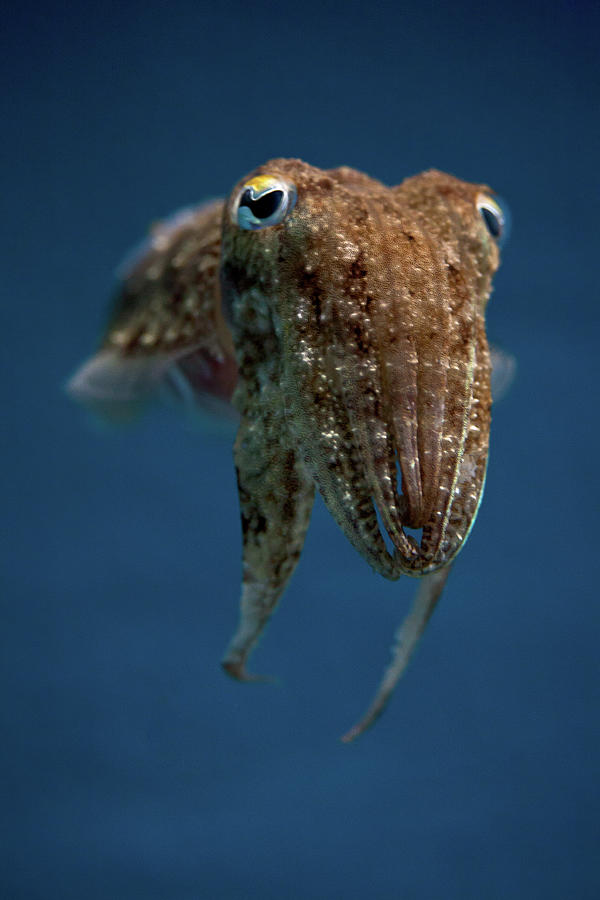 Underwater Photograph - Cuttlefish by Stavros Markopoulos