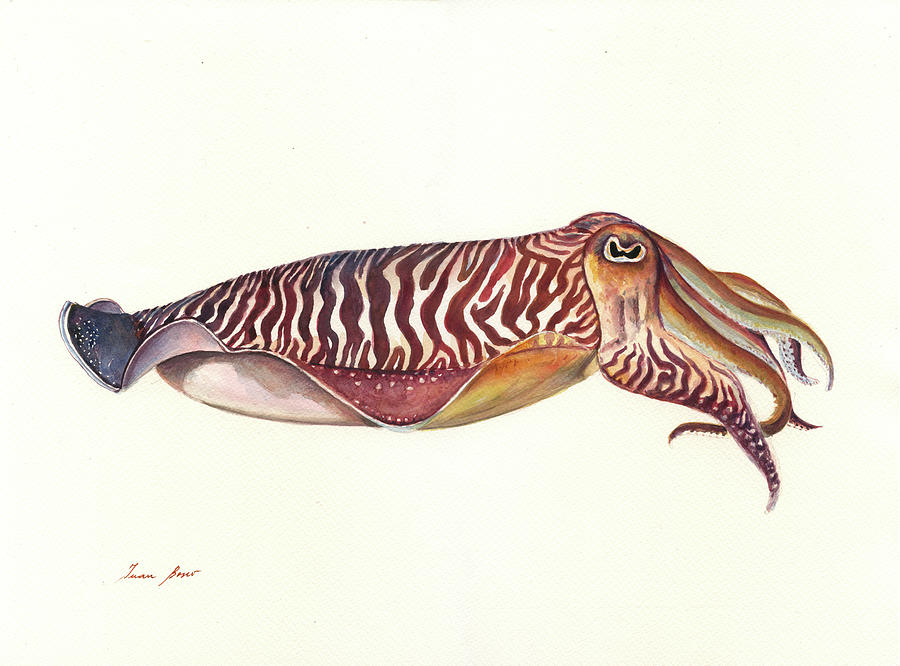 Cuttlefish watercolor Painting by Juan Bosco