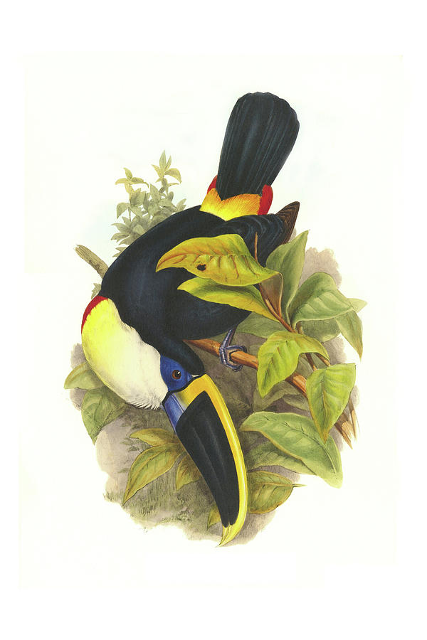 Cuviers Toucan Painting by John Gould