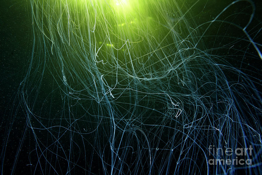 Cyanea Jellyfish Tentacles Photograph by Alexander Semenov/science Photo Library