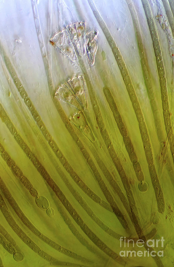 Cyanobacteria And Diatoms Photograph by Marek Mis/science Photo Library