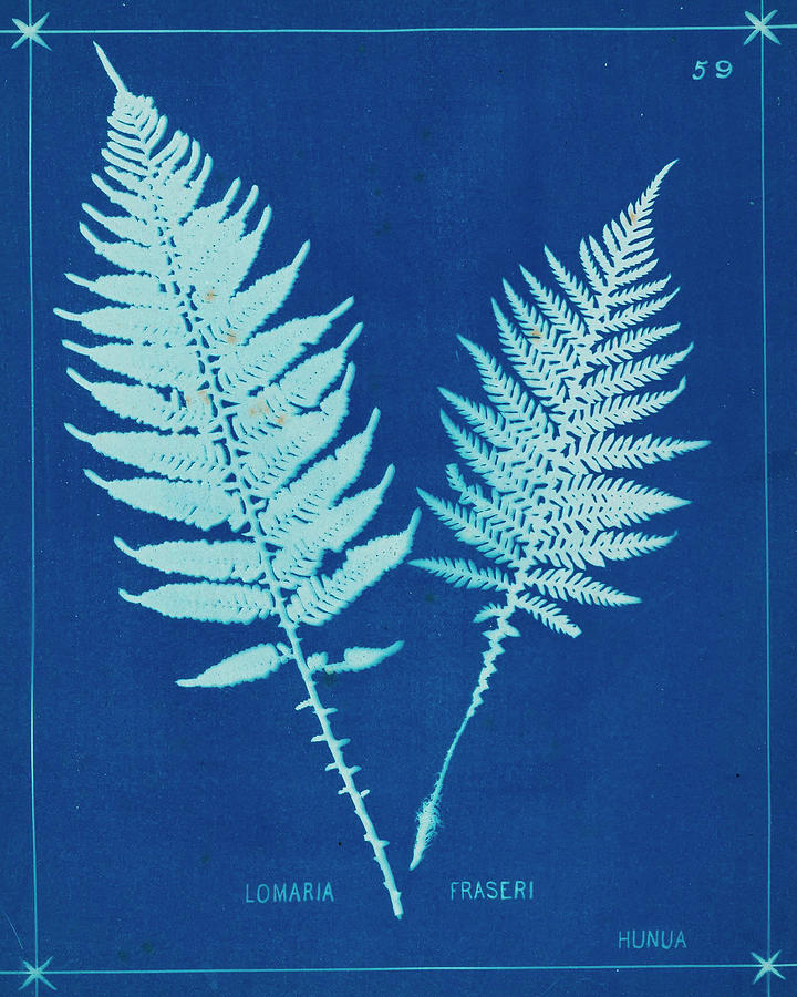 Cyanotype Ferns Vi Painting by Unknown