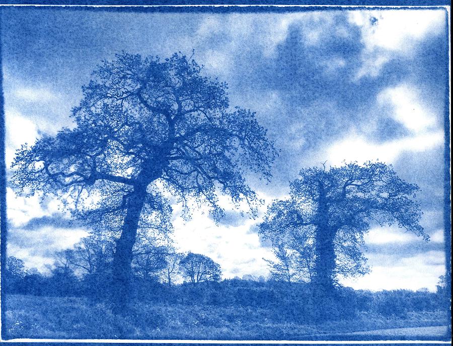 Cyanotype. Trees Painting by Celestial Images