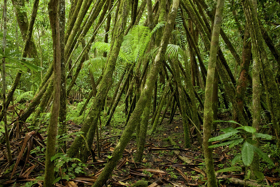 Cycad Gowing Amidst The Roots Of A Giant Pandanus Tree. Photograph by ...