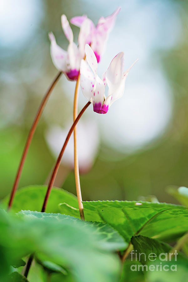 Cyclamen Photograph by Benny Woodoo