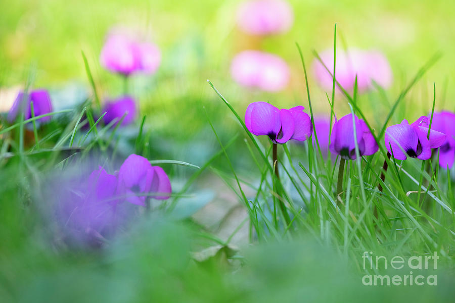 Flower Photograph - Cyclamen Coum in Grass by Tim Gainey
