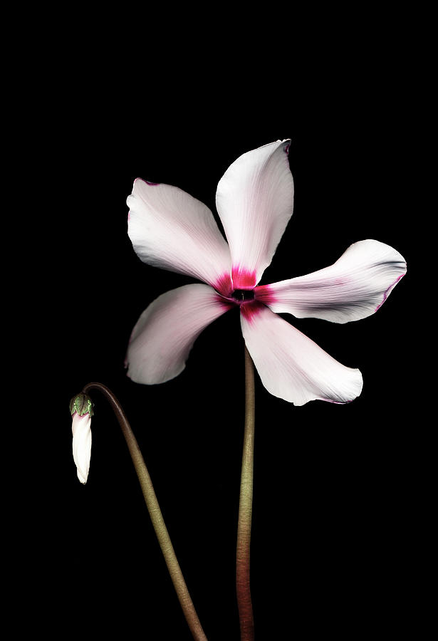 Cyclamen Flower Against Black Background Photograph by Mike Hill