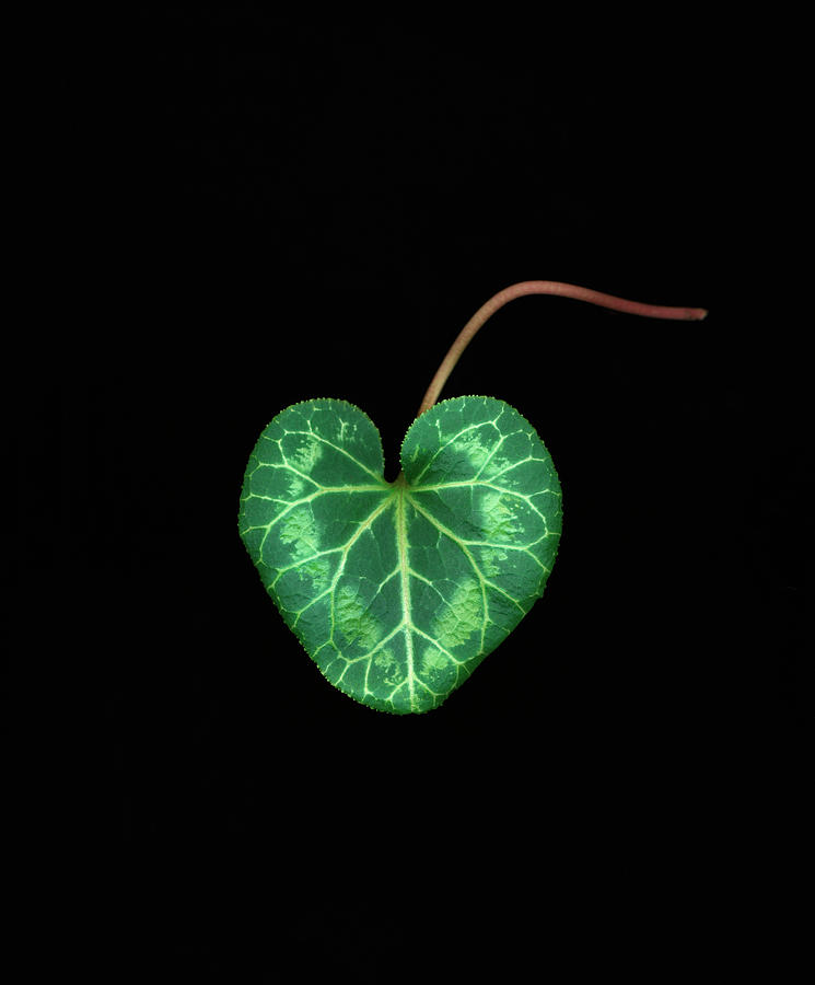 Cyclamen Leaf Against Black Background Photograph by Mike Hill