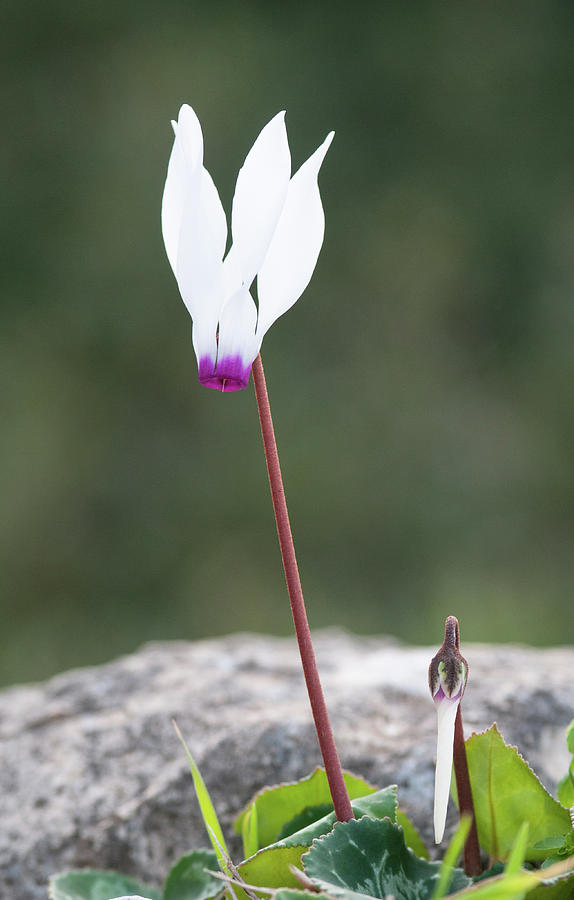 Cyclamen Persicum Wild Flower Photograph