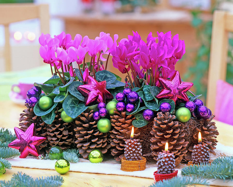 Cyclamen Persicum With Cones, Cone Candles, Tree Decorations Photograph by Friedrich Strauss
