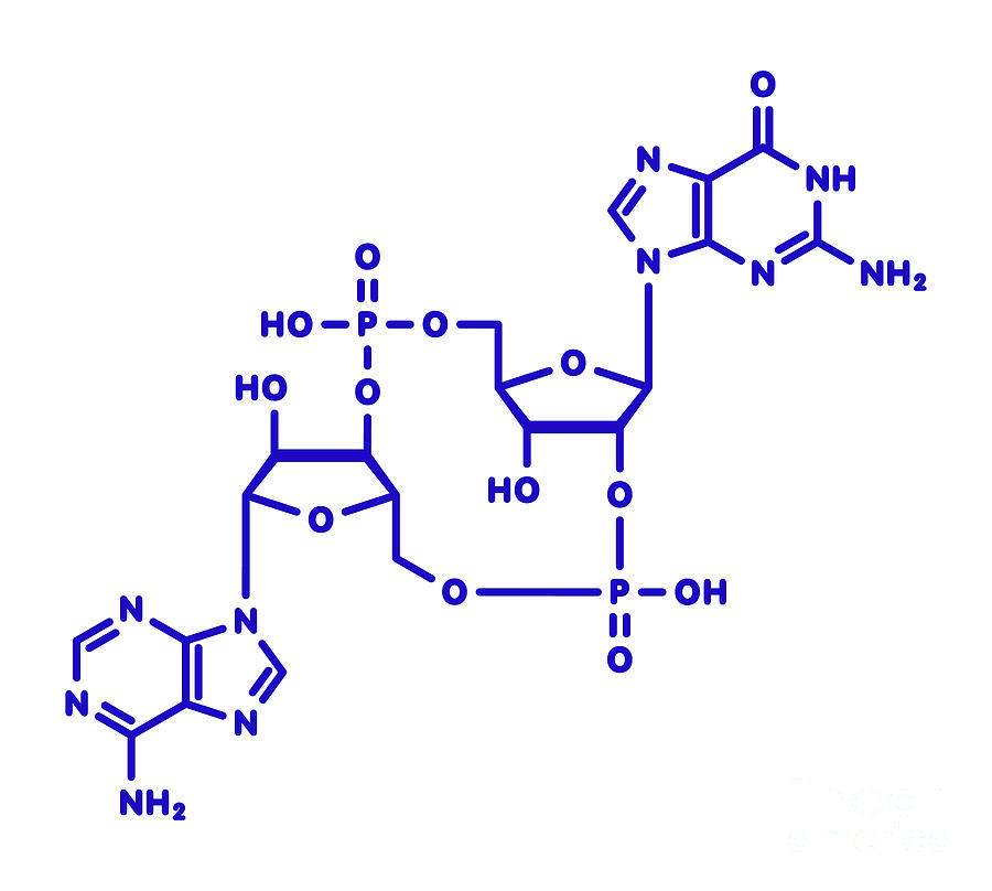 Cyclic Guanosine Monophosphate-adenosine Monophosphate Photograph by Molekuul/science Photo Library