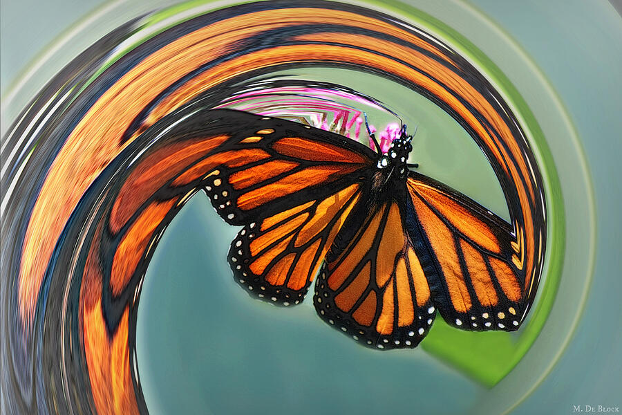 Cyclonic Monarch Butterfly Photograph by Marilyn DeBlock