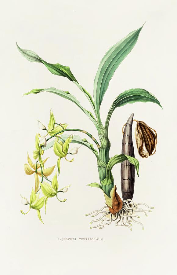 Cycnoches Ventricosum Painting by James Bateman