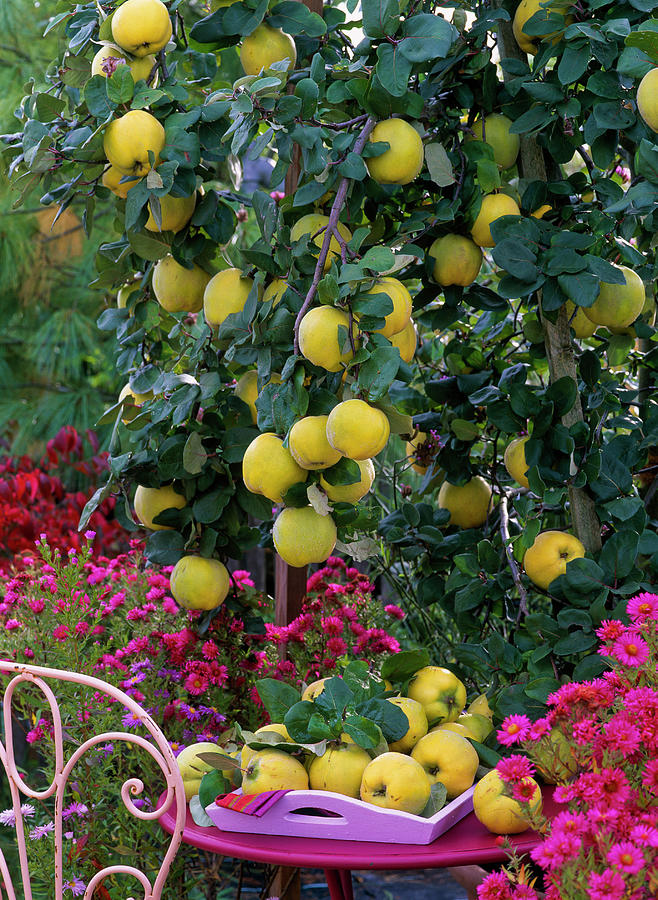 Cydonia constantinople apple Quince Photograph by Friedrich Strauss