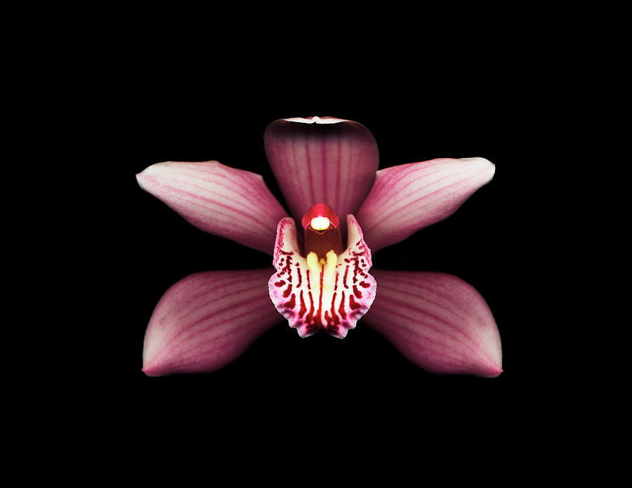 Cymbidium Orchid Against Black Photograph by Mike Hill