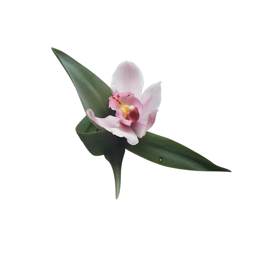 Orchid Photograph - Cymbidium Orchid by C Squared Studios