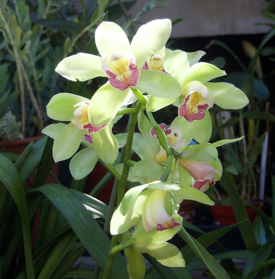 Cymbidium orchid Photograph by Denise Benson