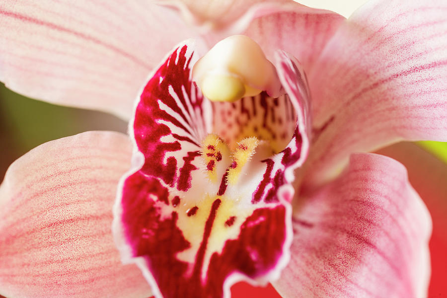 Orchid Photograph - Cymbidium Orchid Flower, Close-up by P A Thompson