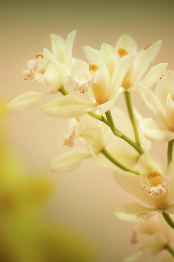 Cymbidium Orchid In Bloom Photograph by Maria Mosolova