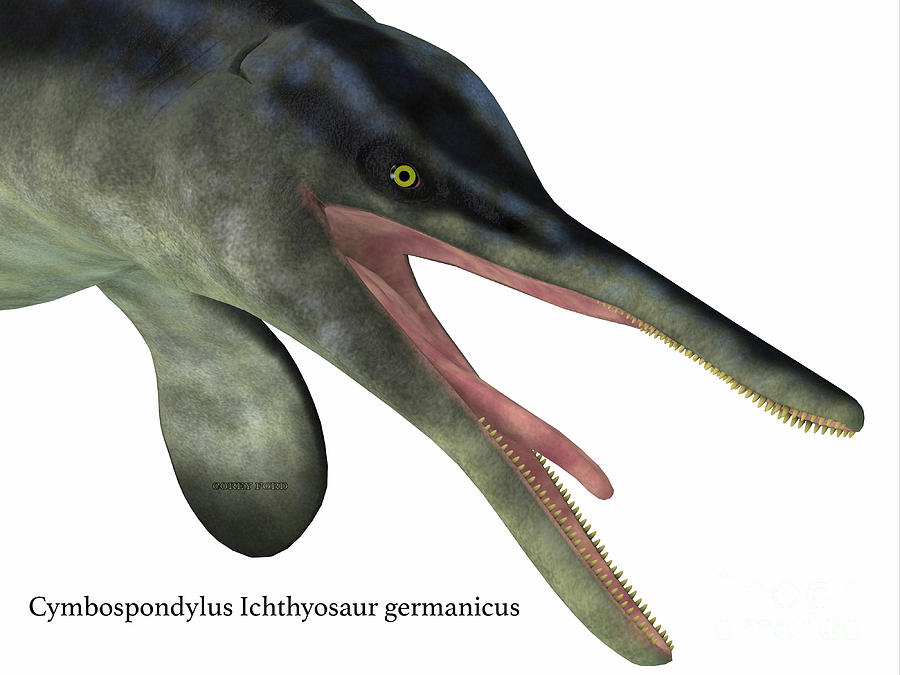 Cymbospondylus Ichthyosaur Head with Font Digital Art by Corey Ford