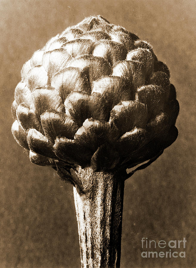 Cynara Cardunculus 1929 Photogravure Photograph by Karl Blossfeldt