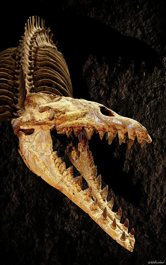 Cynthiacetus skull 3 Photograph by Weston Westmoreland